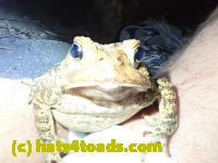 /home//u458753944/public_html/sourcegallery//////Roxborough Toad Detour/2020/2020-04-05/92334808_10222212433248709_5563368617086550016_o.jpg